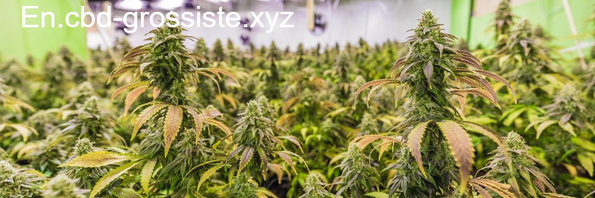 en.cbd-grossiste.xyz